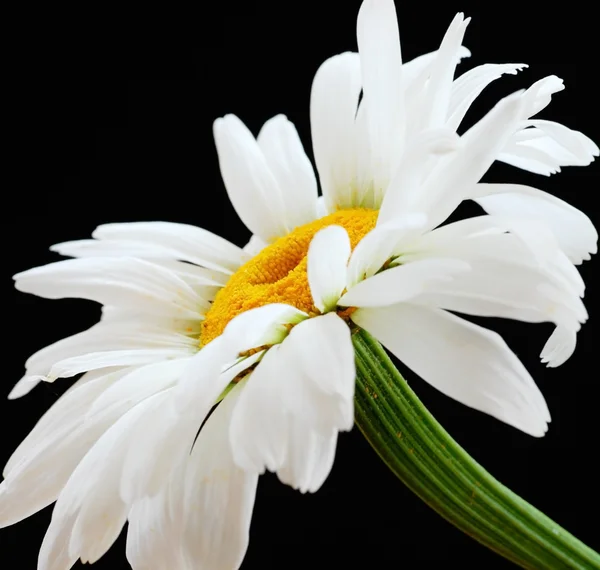 Piękny stokrotka kwiat — Zdjęcie stockowe