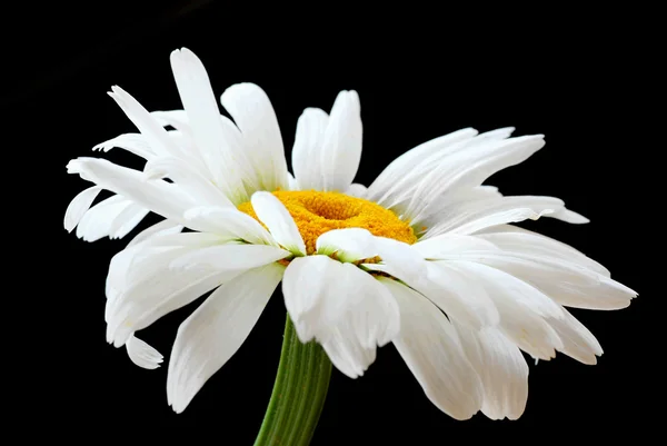 Piękny stokrotka kwiat — Zdjęcie stockowe