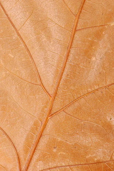Καφέ υφή φθινοπωρινού φύλλου — Φωτογραφία Αρχείου
