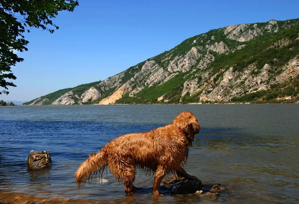 Dog on Danube riverbank — Stock Photo, Image