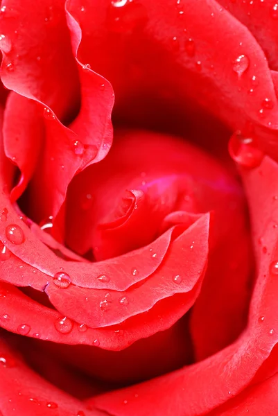 Piros rózsaszirom — Stock Fotó