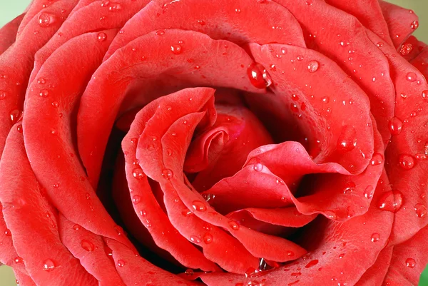Piros rózsaszirom — Stock Fotó