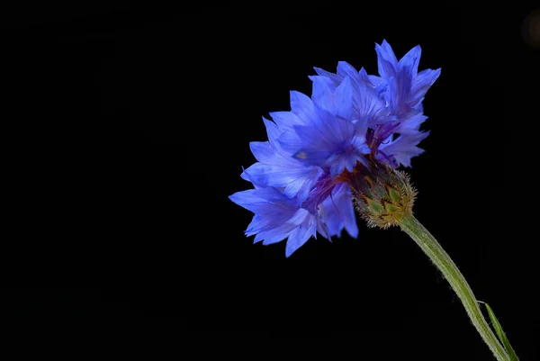 Güzel Peygamber Çiçeği — Stok fotoğraf