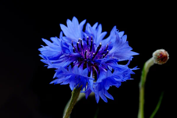 Vackra blåklint — Stockfoto