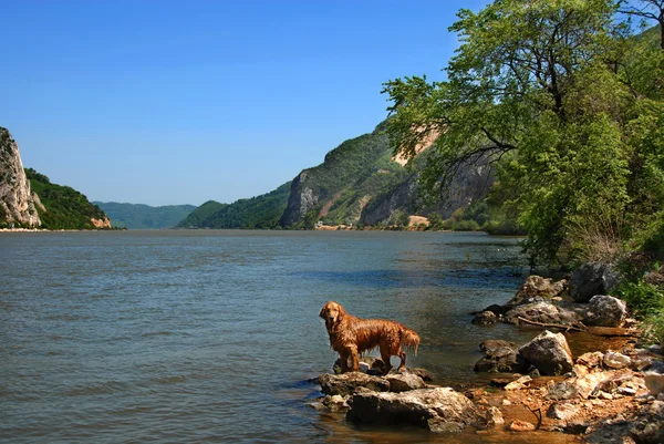 Pes na břehu řeky Dunaj — Stock fotografie