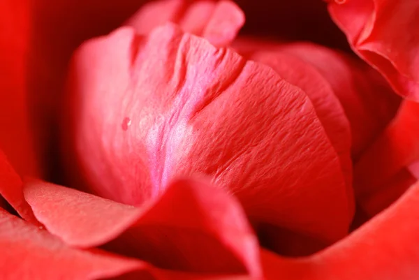 Červených růží — Stock fotografie