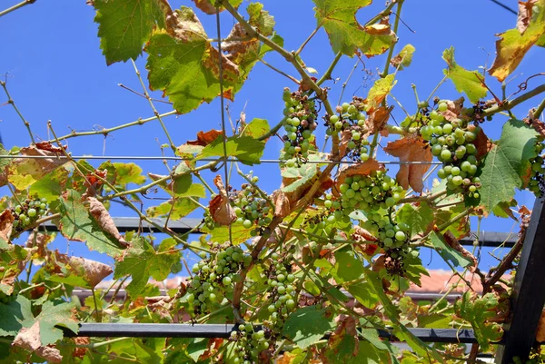 Мучнистая роса на винограде — стоковое фото