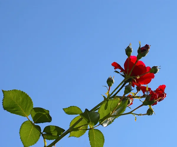 Rosa crescendo sobre o céu azul — Fotografia de Stock
