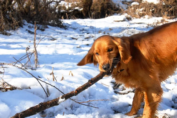 Hond op sneeuw — Stockfoto