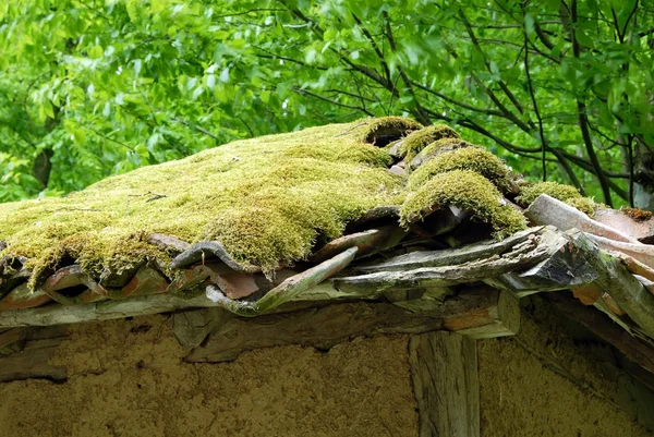 Moss no telhado de azulejos — Fotografia de Stock