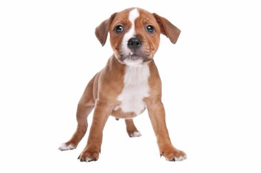 Staffordshire Bull Terrier puppy clipart