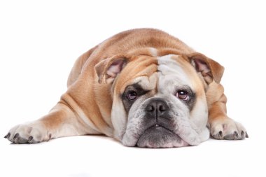 English bulldog clipart