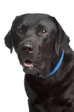 Siyah Labrador Retriever
