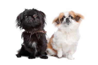 Japanese Chin and a pekingese dog clipart