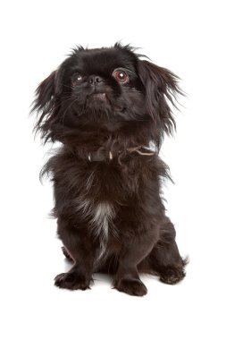 Japanese Spaniel clipart