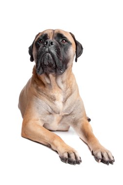 Bullmastiff