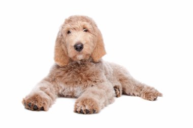 Labradoodle köpek yavrusu