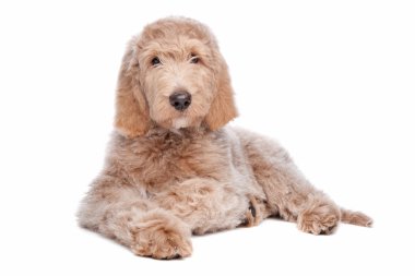 Labradoodle köpek yavrusu