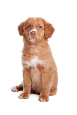 Nova scotia duck tolling retriever köpek yavrusu