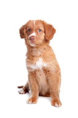 Nova scotia duck tolling retriever köpek yavrusu