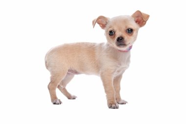 Chihuahua