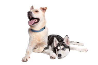 Two mixed breed dogs clipart