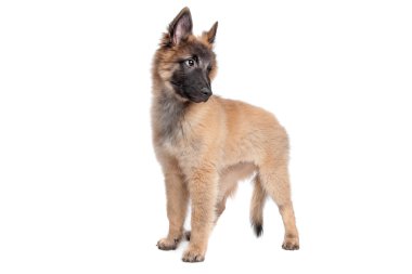 Belçika çoban (Tervuren) köpek yavrusu