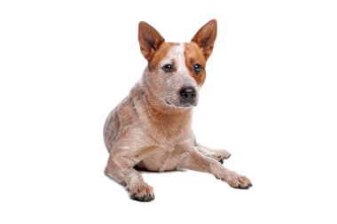 Australian Cattle Dog (red coat) clipart