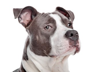 Amerikan Staffordshire Terrier köpeği.