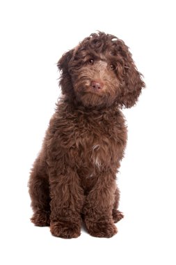 Labradoodle puppy clipart