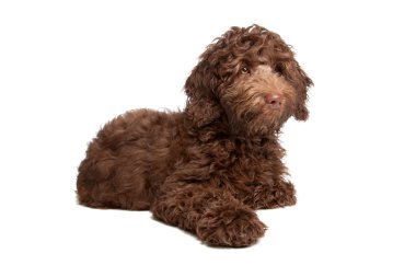 Labradoodle köpek yavrusu