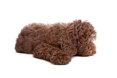 Labradoodle köpek yavrusu