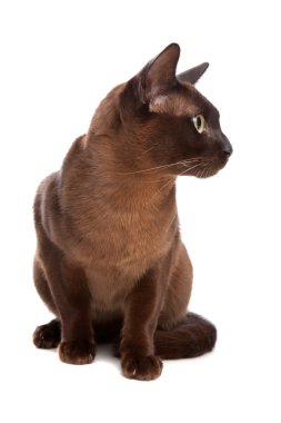 Birmanya Kedisi