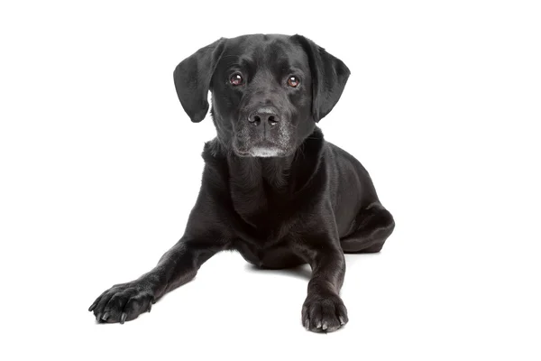 Karışık breed siyah köpek — Stok fotoğraf