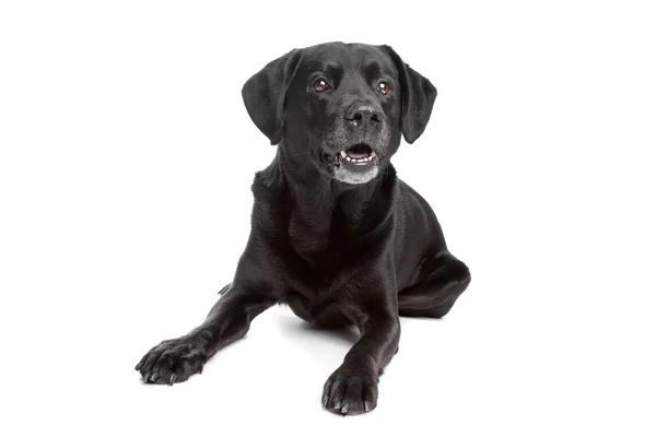 Smíšené plemeno černý pes — Stock fotografie