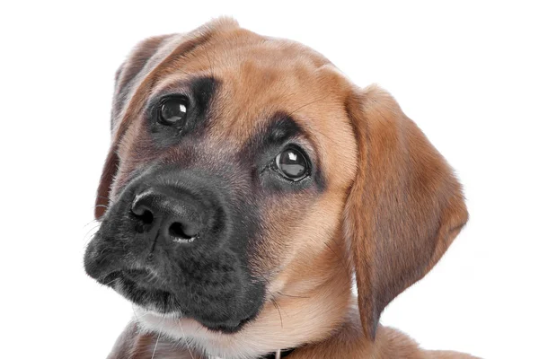 Mixed breed puppy — Stock Photo, Image