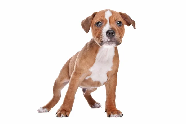 Staffordshire Bull Terrier puppy — Stock Photo, Image