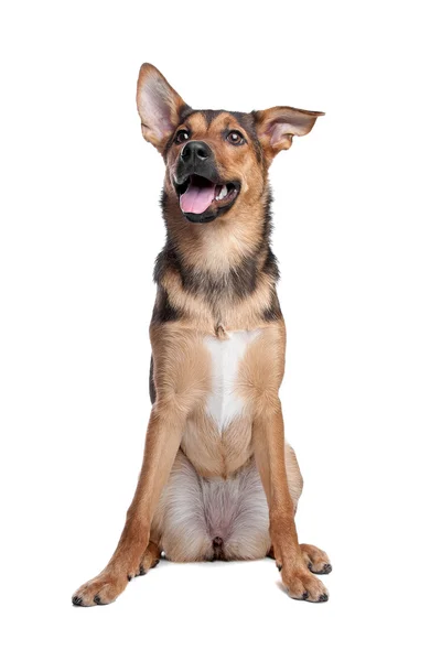 Vegyes fajta kutya — Stock Fotó