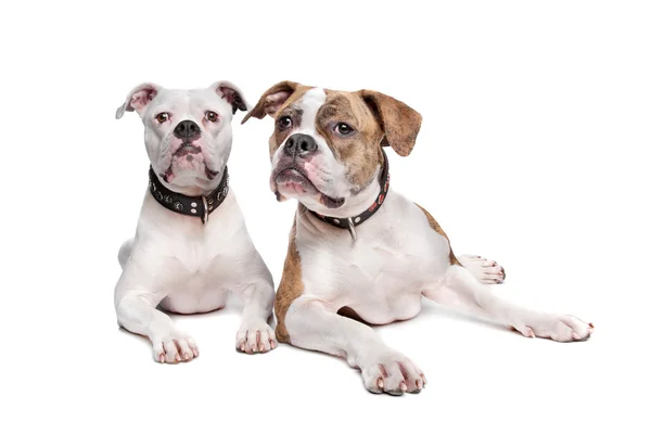 Twee Amerikaanse bulldogs — Stockfoto