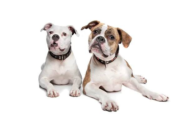 Twee Amerikaanse bulldogs — Stockfoto