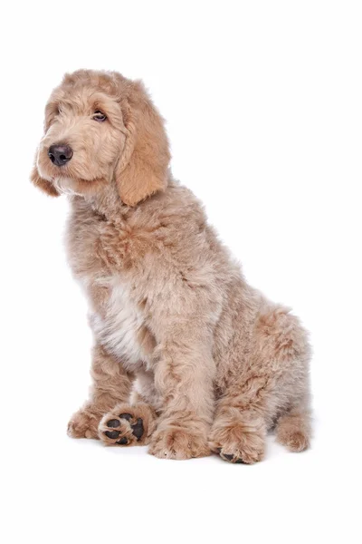 Labradoodle puppy — Stock Photo, Image