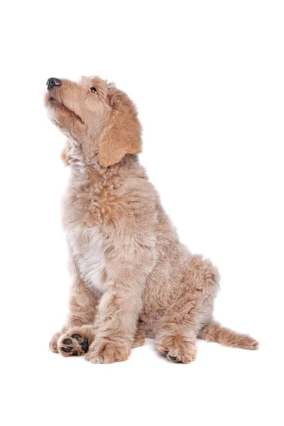 Labradoodle puppy — Stockfoto