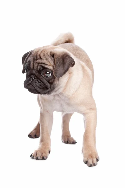 Pug puppy — Stock Photo, Image