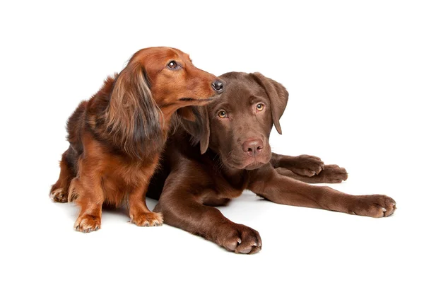 Jezevčík a čokoládový labrador štěně — Stock fotografie