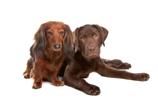 ダックスフンドとチョコレートのラブラドール子犬 — ストック写真