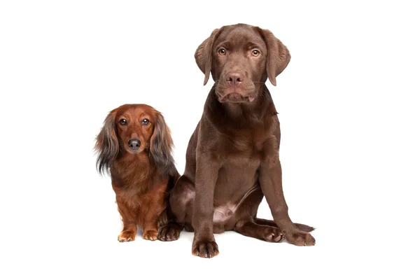 Dachshund y un cachorro labrador de chocolate —  Fotos de Stock