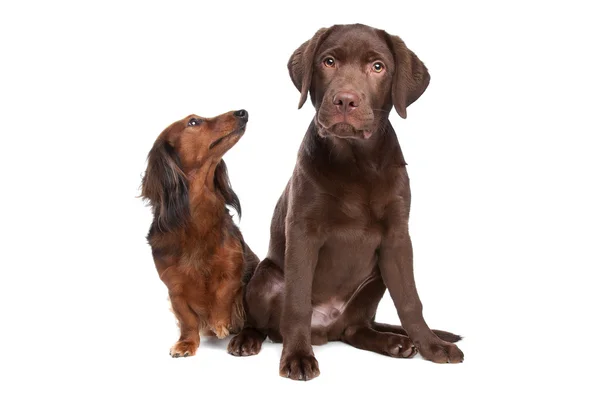 Είδος γερμανικού κυνηγετικού σκύλου και μια σοκολάτα Λαμπραντόρ κουτάβι — Φωτογραφία Αρχείου