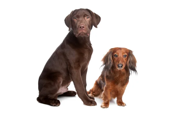 Dachshund e um cachorro labrador de chocolate — Fotografia de Stock