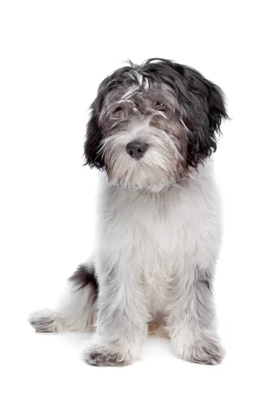 Schapendoes, cão pastor holandês — Fotografia de Stock