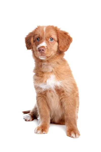 ノバスコシアのアヒル鳴るレトリーバー子犬 — ストック写真
